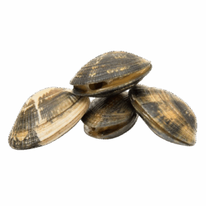 PALOURDES GRISES DE BRETAGNE 200G