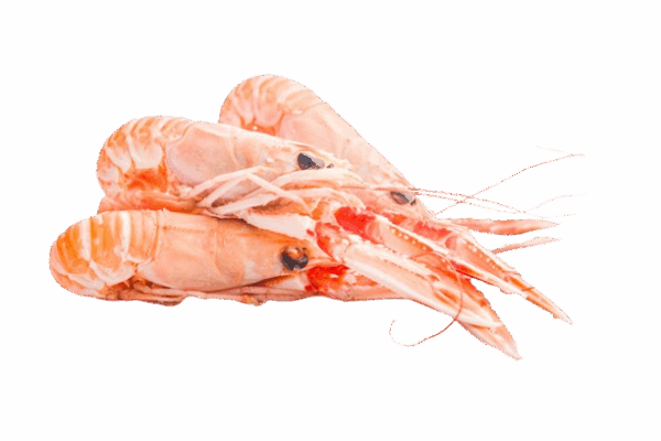 LANGOUSTINES XL X2
