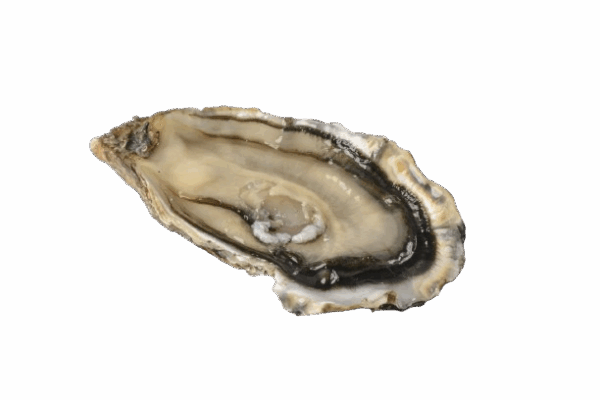 ISIGNY N°3