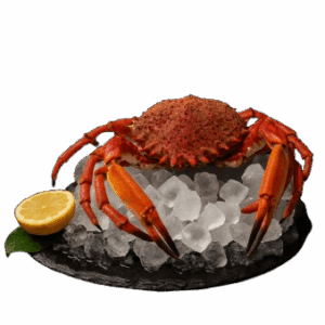 ARAIGNEE DE MER X1
